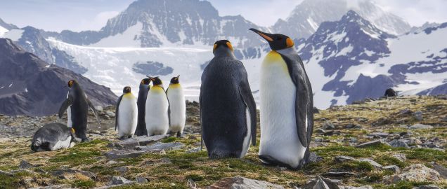 King Penguins on South Georgia Island, Antarctica