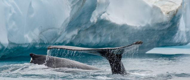 Humpback whales in Ilulissat Icefjord, Greenland