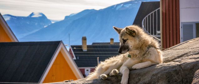 Dog resting in Uummannaq, Greenland
