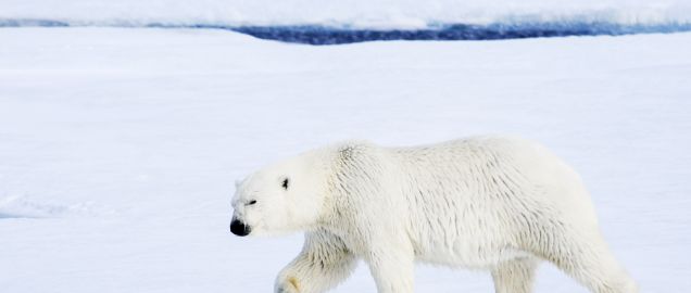 Polar Bear on Svalbard, Norway