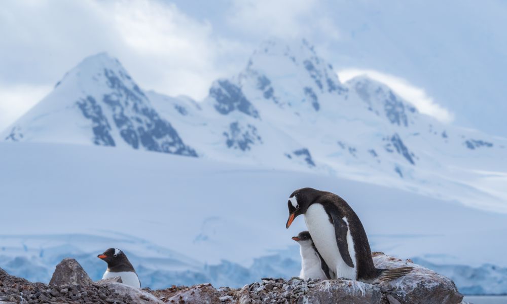 A Gentoo Penguin protecting its precious chick