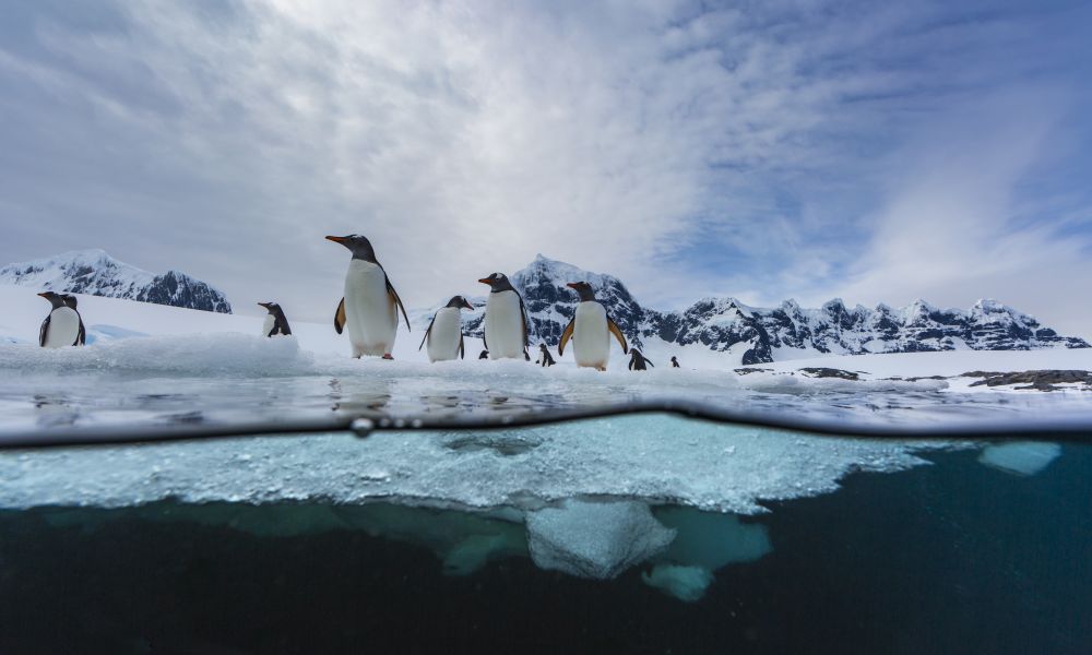 Seal's-eye view of Gentoo Penguins Seal's-eye view of Gentoo Penguins