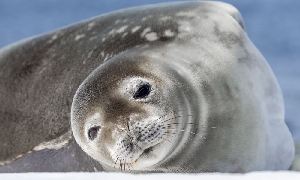 A weddell seal inspects a photographer A weddell seal inspects a photographer