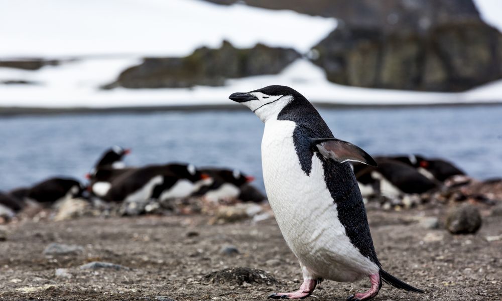 Chinstrap Penguin on the move Chinstrap Penguin on the move