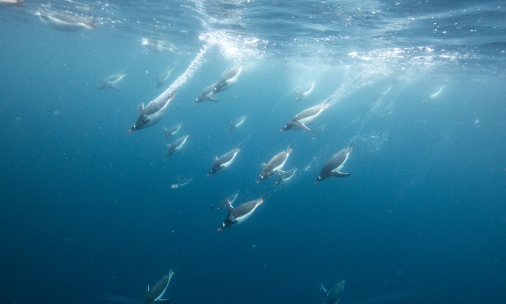 Gentoo Penguins dive for food