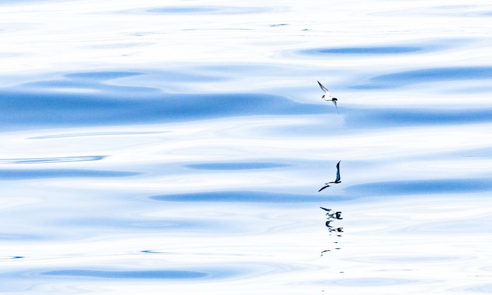 A petrel glides over the Southern Ocean A petrel glides over the Southern Ocean