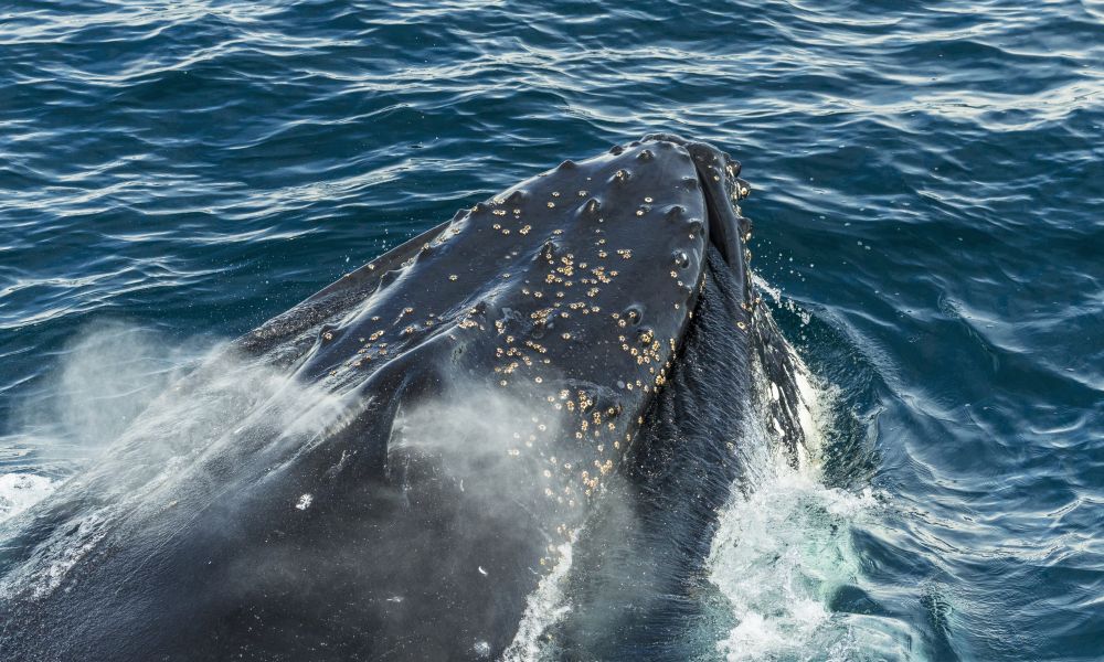 A humpback whale comes up for air A humpback whale comes up for air