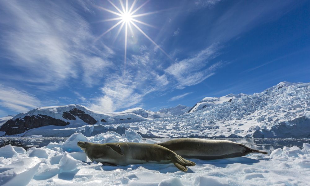 Crabeater seals bask in the sunshine Crabeater seals bask in the sunshine