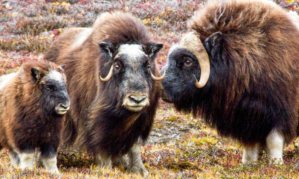 Muskox, Ymer Island Muskox, Ymer Island