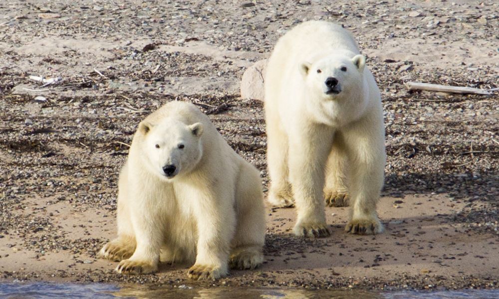 Polar bears at Ella Island Polar bears at Ella Island