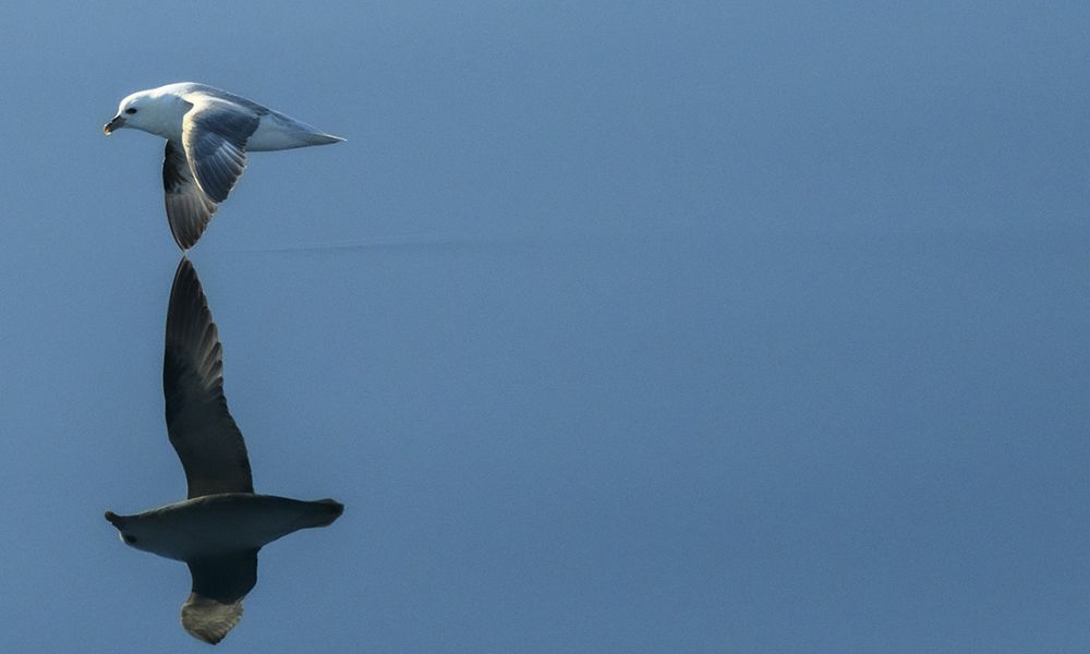 Northern Fulmar