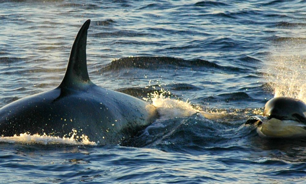 Orcas along the coast of East Greenland