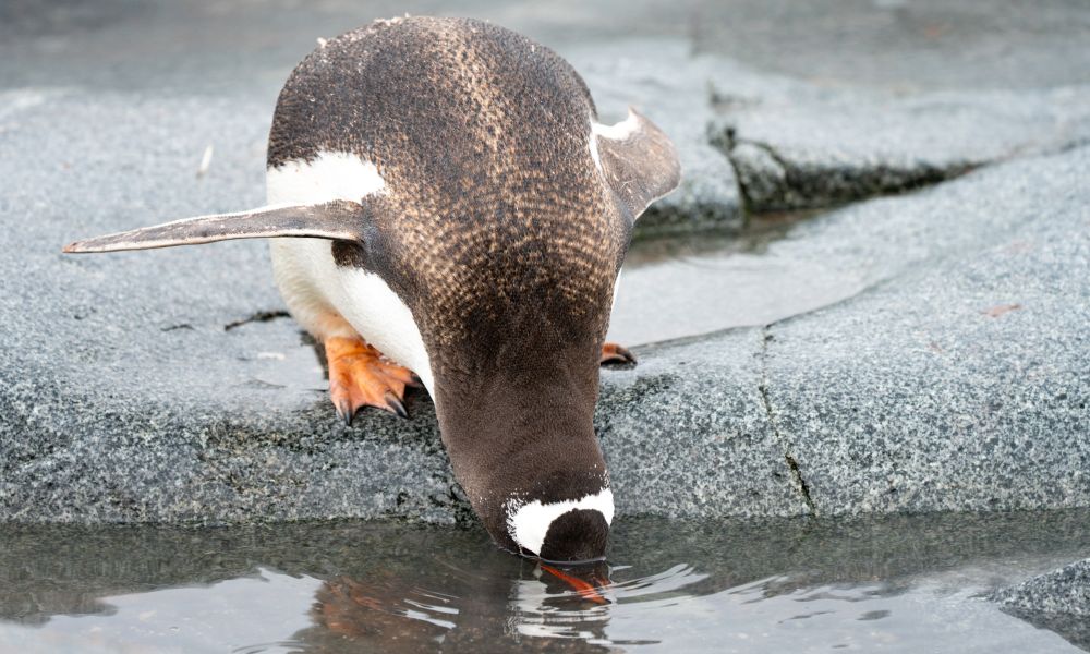 A Gentoo Penguin takes a drink A Gentoo Penguin takes a drink