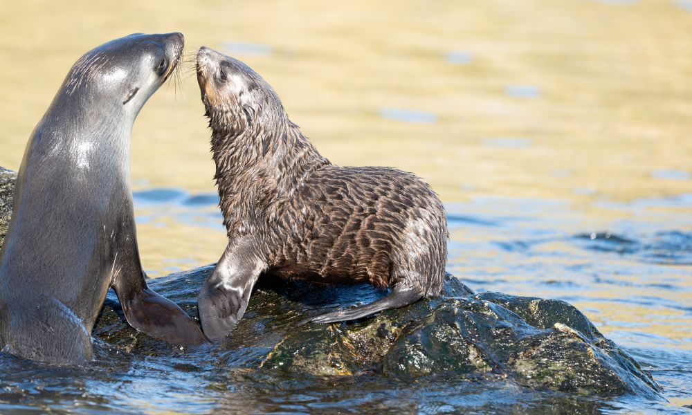 Juvenile Antarctic fur seals playing at Godthul, South Georgia Juvenile Antarctic fur seals playing at Godthul, South Georgia