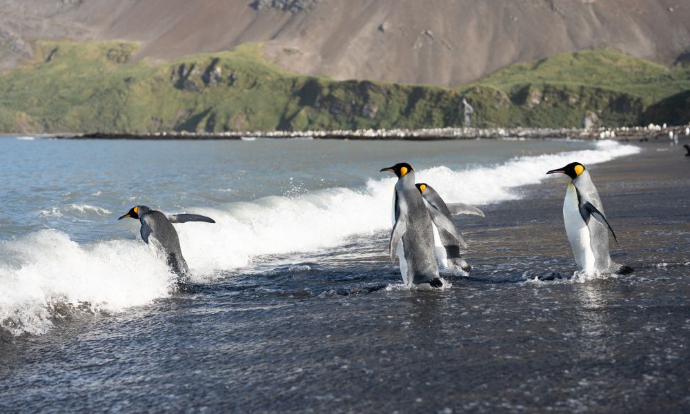 King Penguins heading out to sea King Penguins heading out to sea