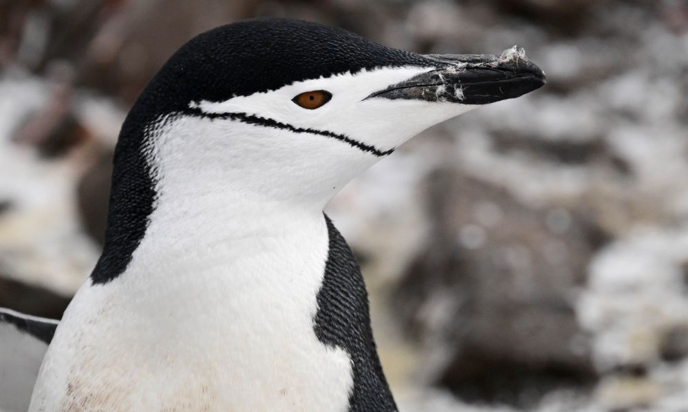 Chinstrap Penguin from close Chinstrap Penguin from close
