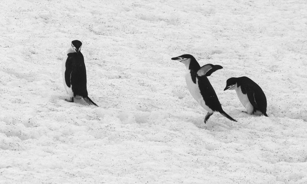 Chinstrap Penguins frolic in the snow Chinstrap Penguins frolic in the snow