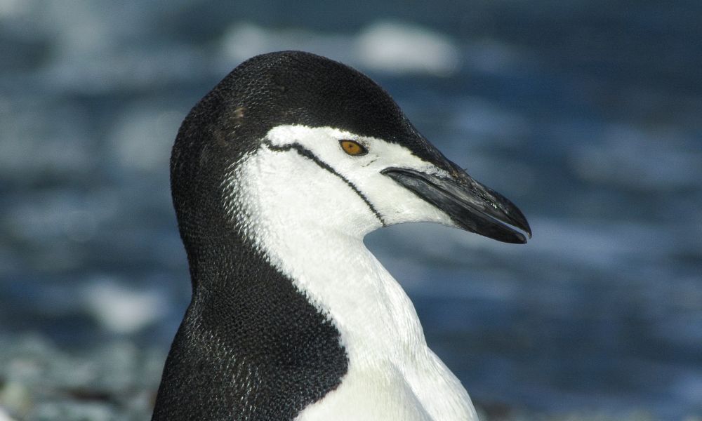 Chinstrap Penguin Chinstrap Penguin