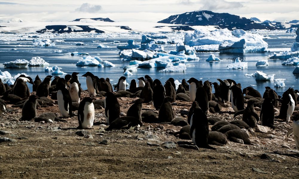 Adelie Penguin chicks await a meal from their parents Adelie Penguin chicks await a meal from their parents