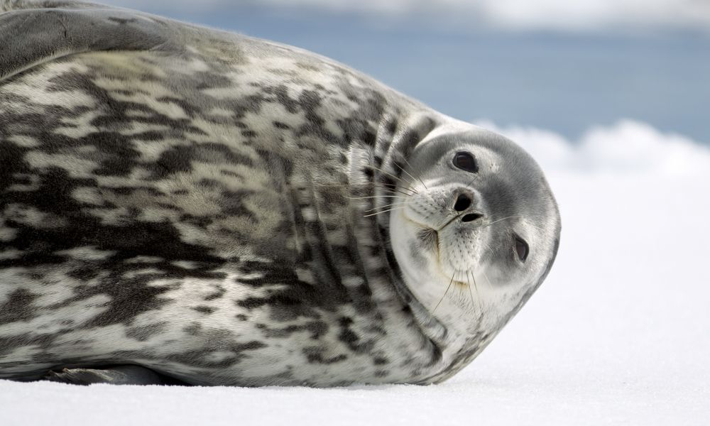 A weddell seal inspects a photographer A weddell seal inspects a photographer