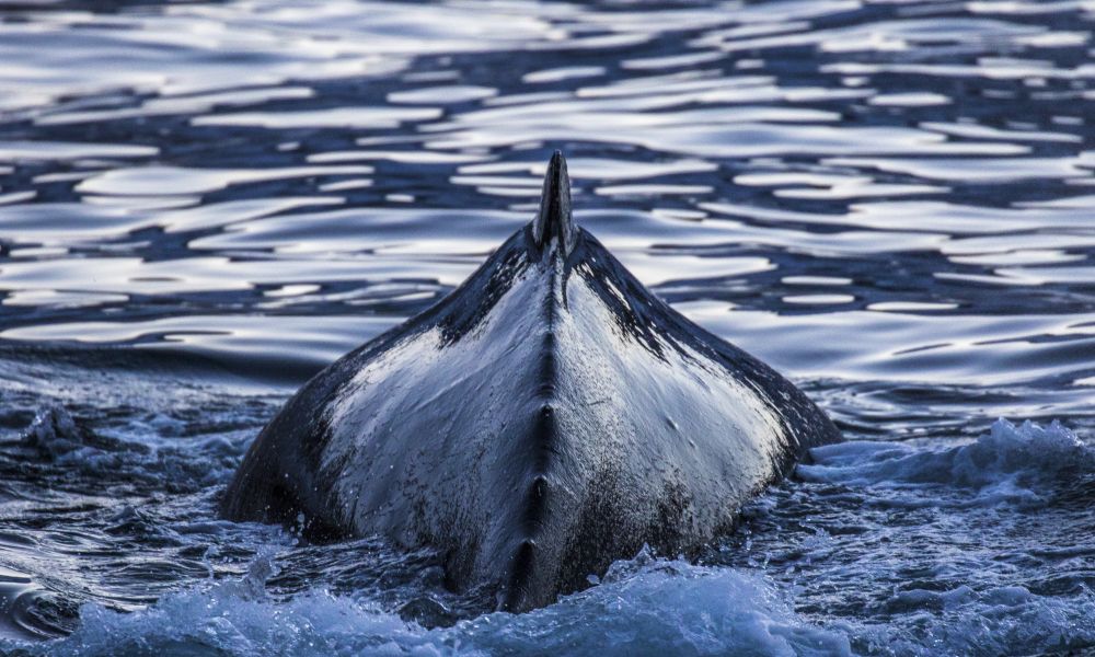 A humpback whale dives A humpback whale dives