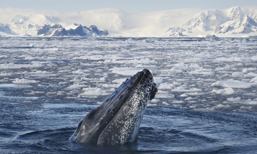 A humpback whale peers at a Zodiac