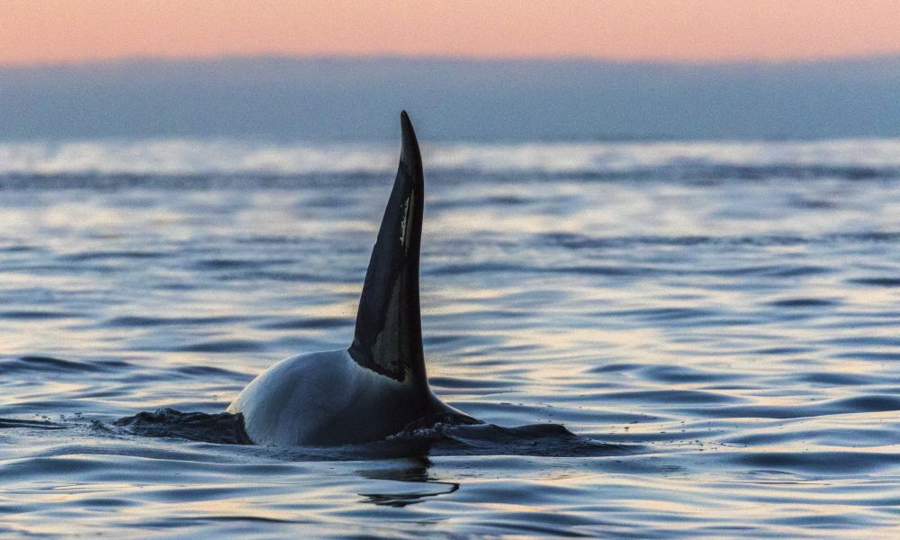 An orca surfaces at sunrise An orca surfaces at sunrise