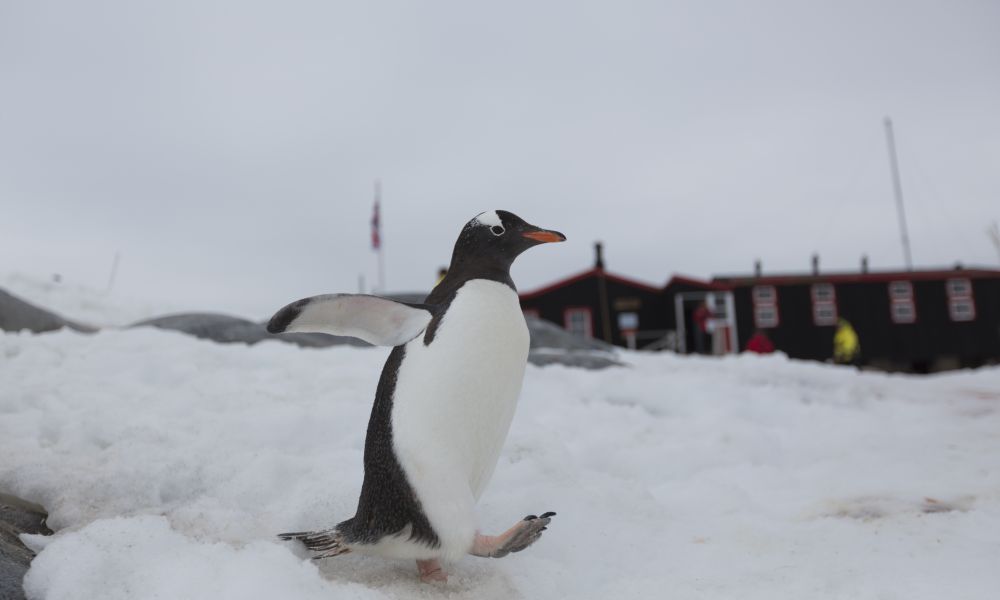 A Gentoo Penguin takes a stroll at a research station A Gentoo Penguin takes a stroll at a research station