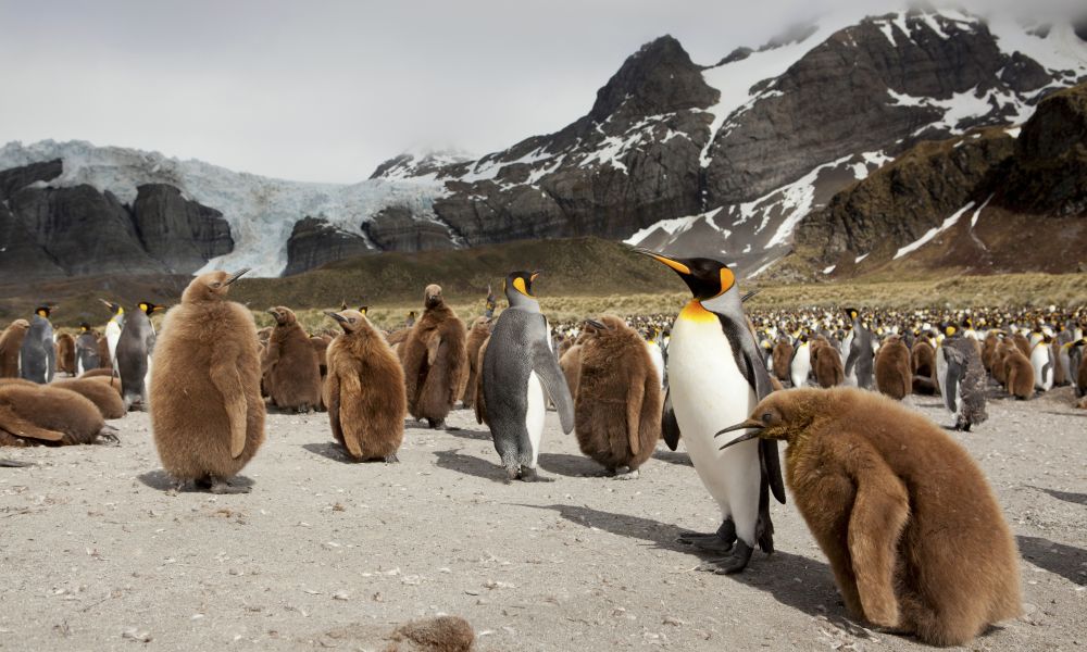 King Penguin adults and chicks at Gold Harbour, South Georgia King Penguin adults and chicks at Gold Harbour, South Georgia