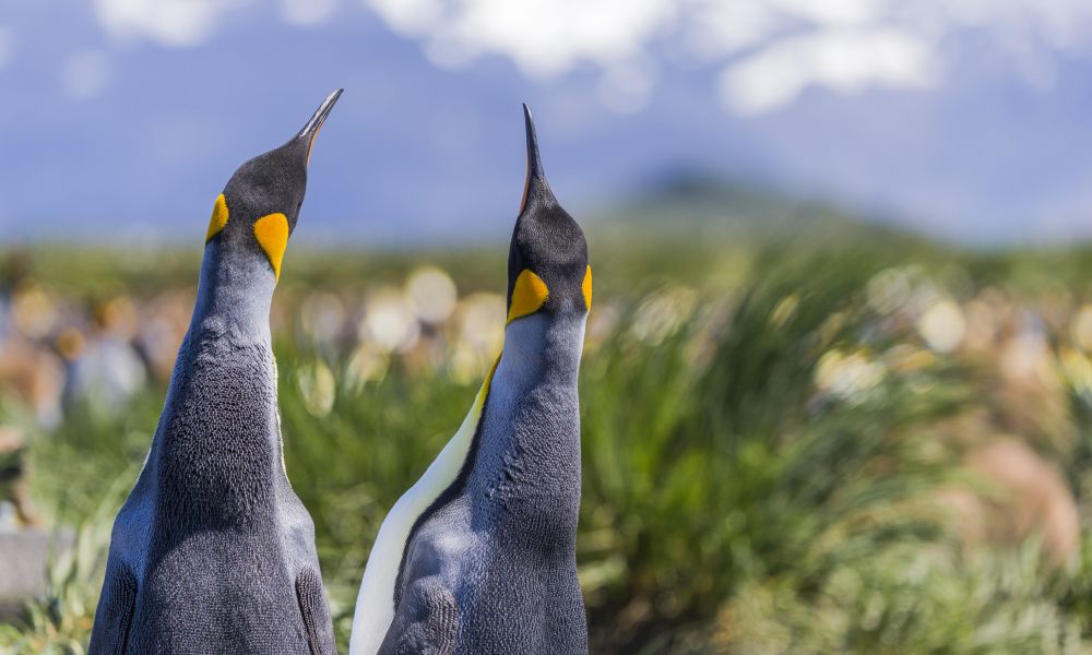 King Penguins on South Georgia King Penguins on South Georgia