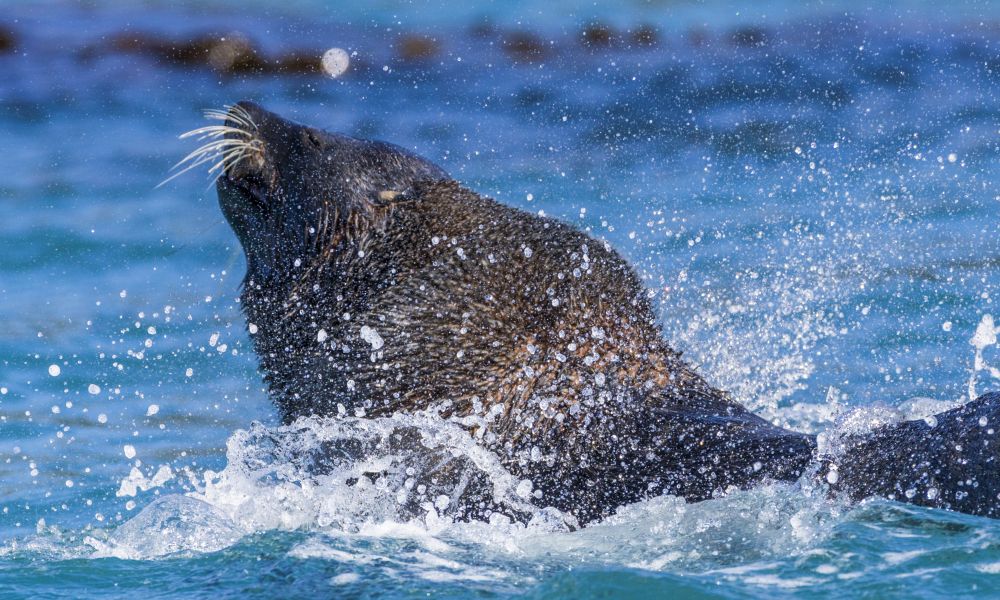 An Antarctic fur seal plays in the surf An Antarctic fur seal plays in the surf
