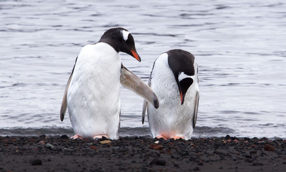 Gentoo Penguins preening at Deception Island Gentoo Penguins preening at Deception Island