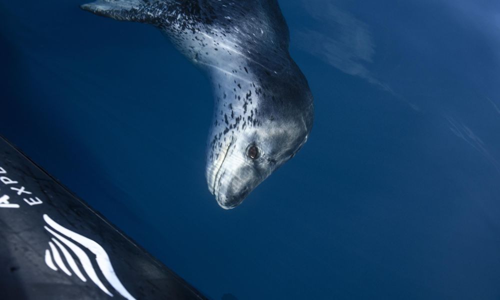 An inquisitive leopard seal inspects a Zodiac An inquisitive leopard seal inspects a Zodiac