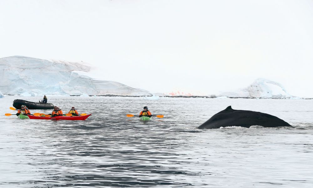 Kayaking in these waters can bring amazing encounters Kayaking in these waters can bring amazing encounters