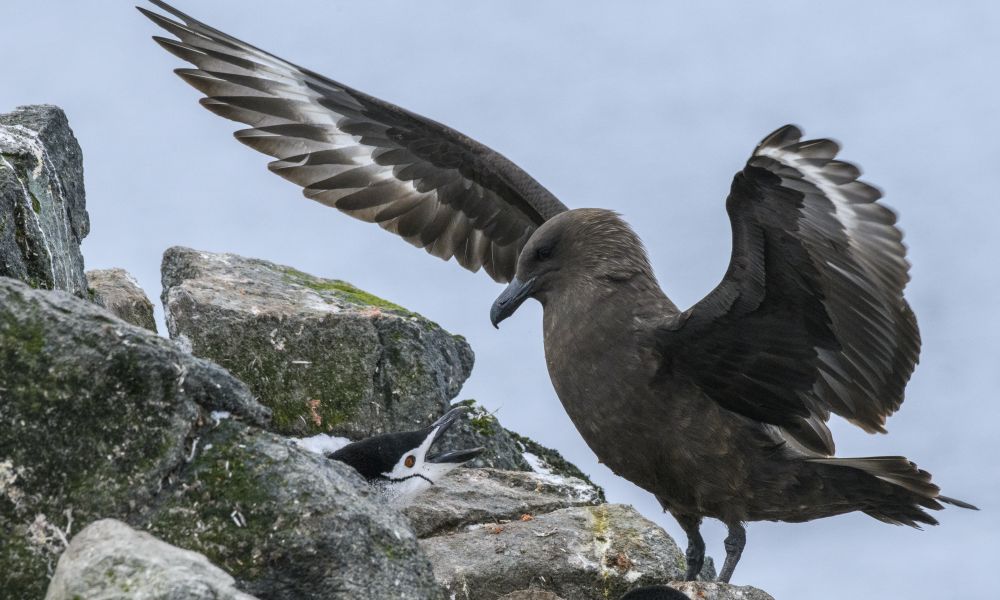 A predatory Brown Skua threatens a Chinstrap Penguin