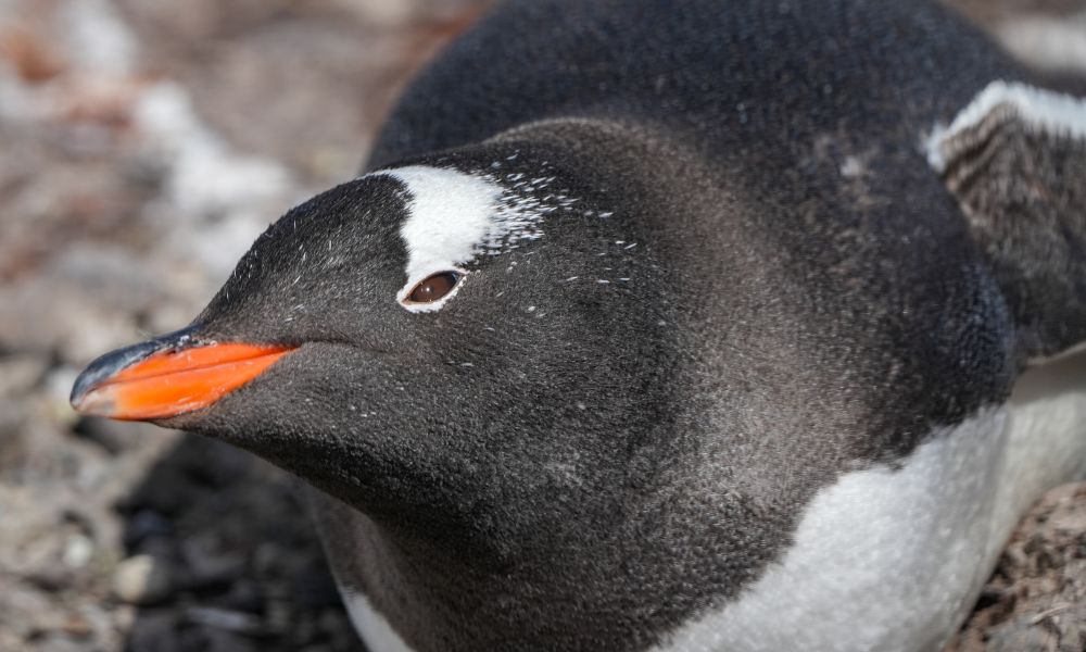 Gentoo Penguin resting quietly Gentoo Penguin resting quietly