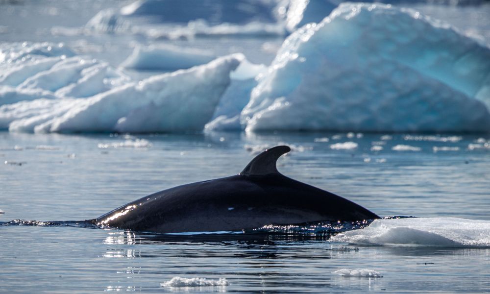 A sleek minke whale surfaces amid the ice
