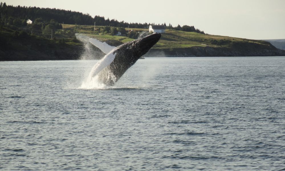 A humpback whale breaching off Newfoundland A humpback whale breaching off Newfoundland