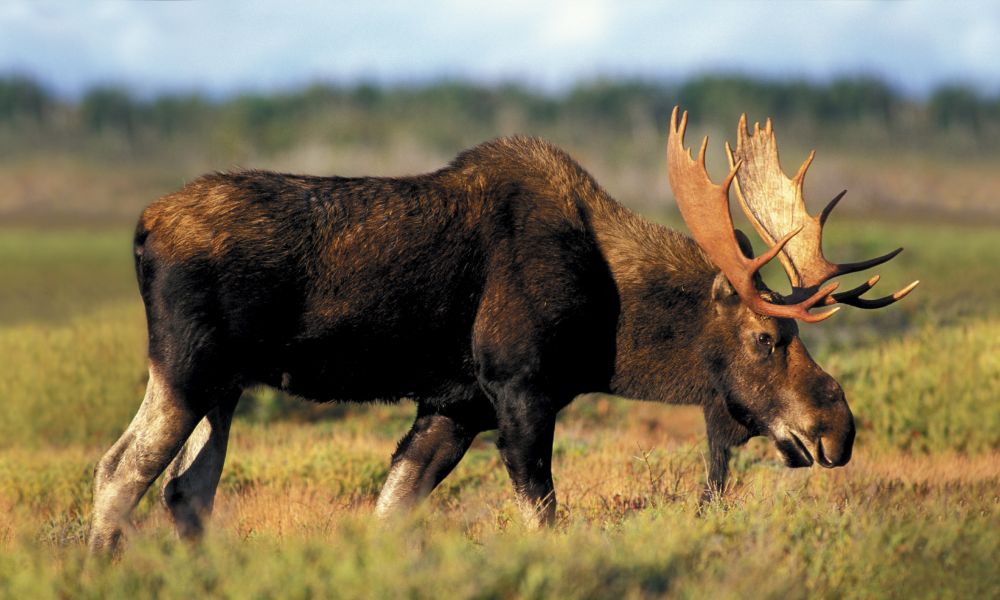 Wild moose Wild moose