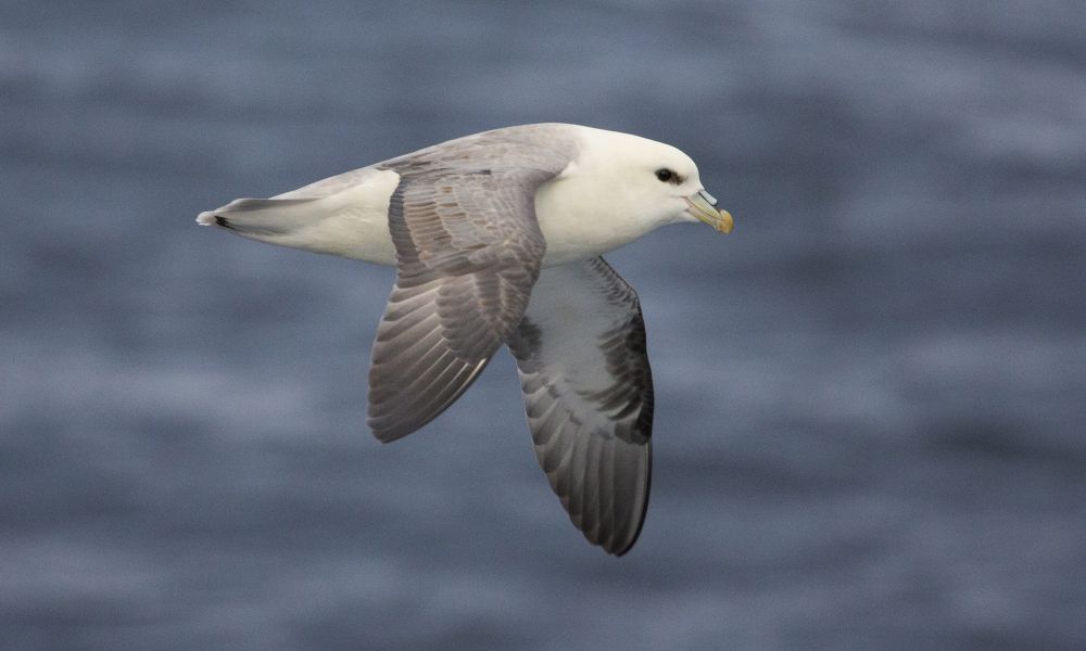 Northern Fulmar, Greenland