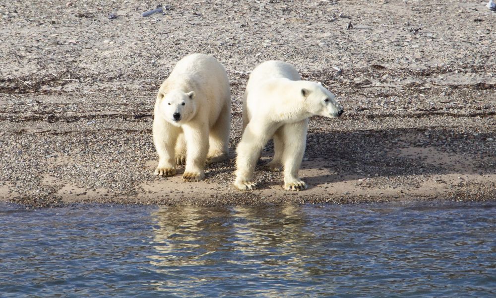 Polar Bears, Northeast Greenland Polar Bears, Northeast Greenland
