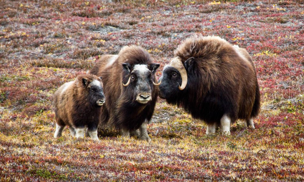 Musk Ox, Greenland Musk Ox, Greenland