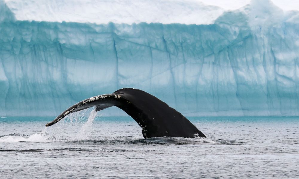 A diving humpback whale in Ilulissat Icefjord A diving humpback whale in Ilulissat Icefjord