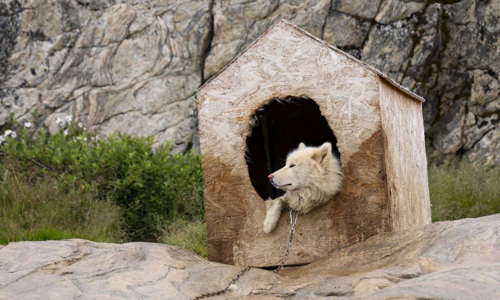 Greenland sled dog Greenland sled dog