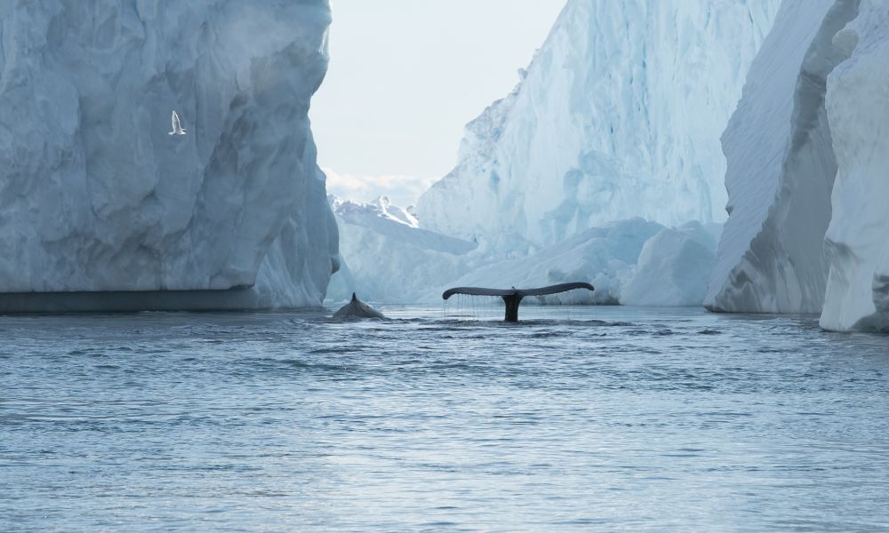 Whales frolicking among icebergs Whales frolicking among icebergs