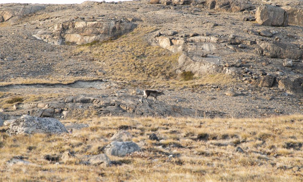 A well-camouflaged reindeer A well-camouflaged reindeer
