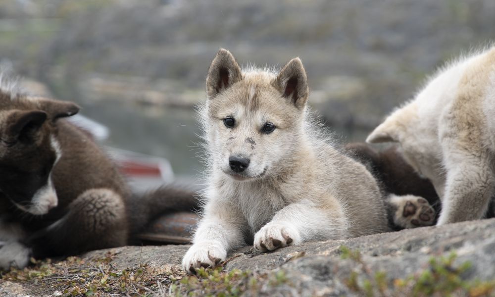 Greenlandic sled dog puppies Greenlandic sled dog puppies