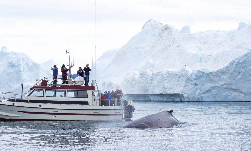 A gentle giant inspects a tour boat in Ilulissat A gentle giant inspects a tour boat in Ilulissat