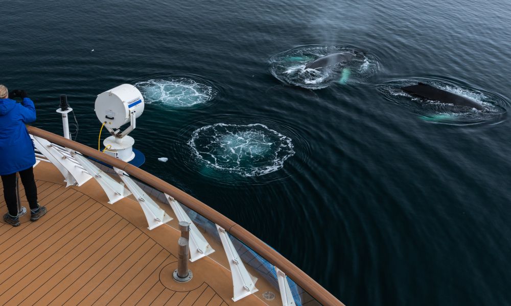 A group of humpback whales play around Ocean Victory 