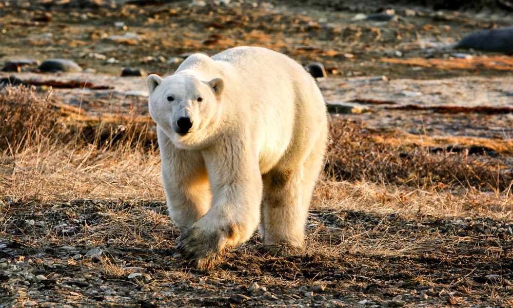 A polar bear on land A polar bear on land